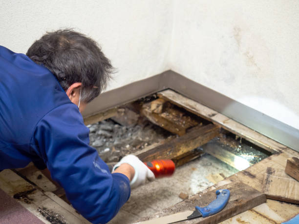 Best Attic Mold Removal  in Stuttgt, AR