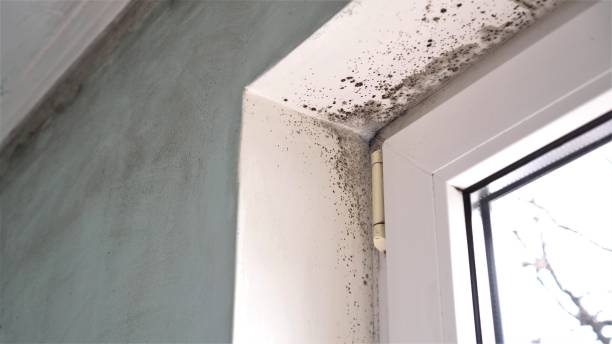 Best Commercial Mold Removal  in Stuttgt, AR