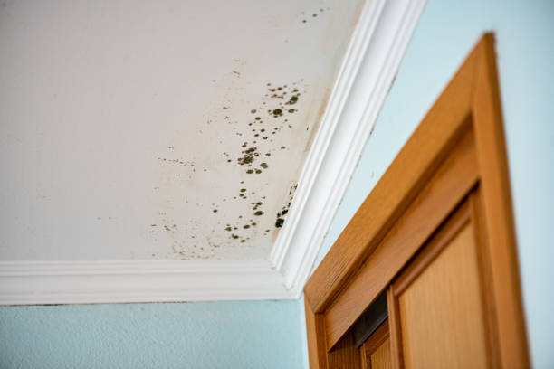 Professional Mold Removal in Stuttgart, AR