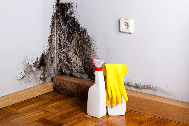 Mold Removal Process in Stuttgart, AR