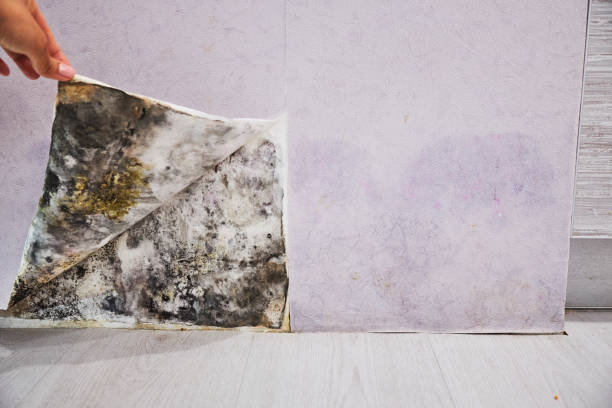 Best Local Mold Removal Service  in Stuttgt, AR